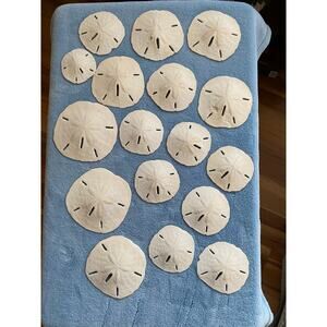 Sand Dollars
